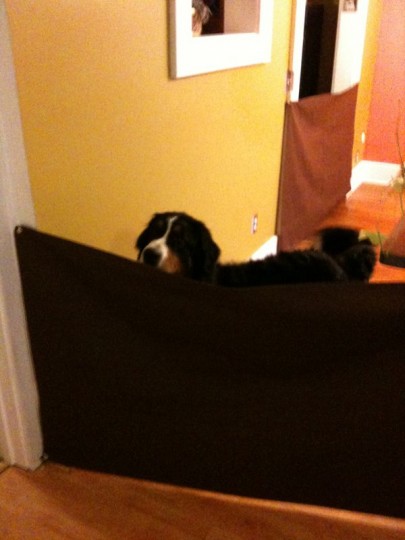 Cody, appearing calm and secure, but actually just investigating how I installed those hooks so he knew how to get out the moment I left the house :)