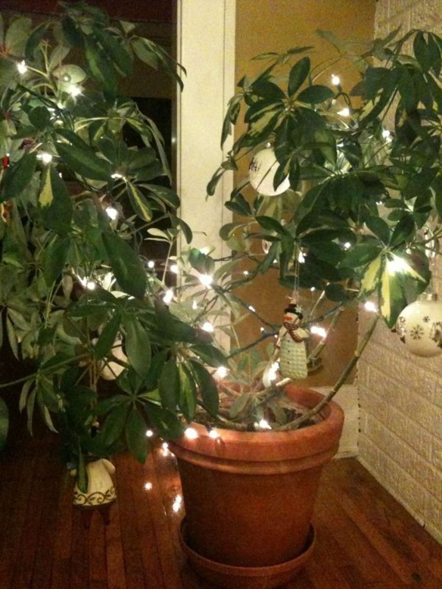 Living room non-Christmas tree with lights.