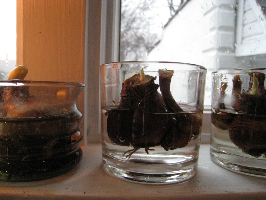 Sprouting paperwhite bulbs.