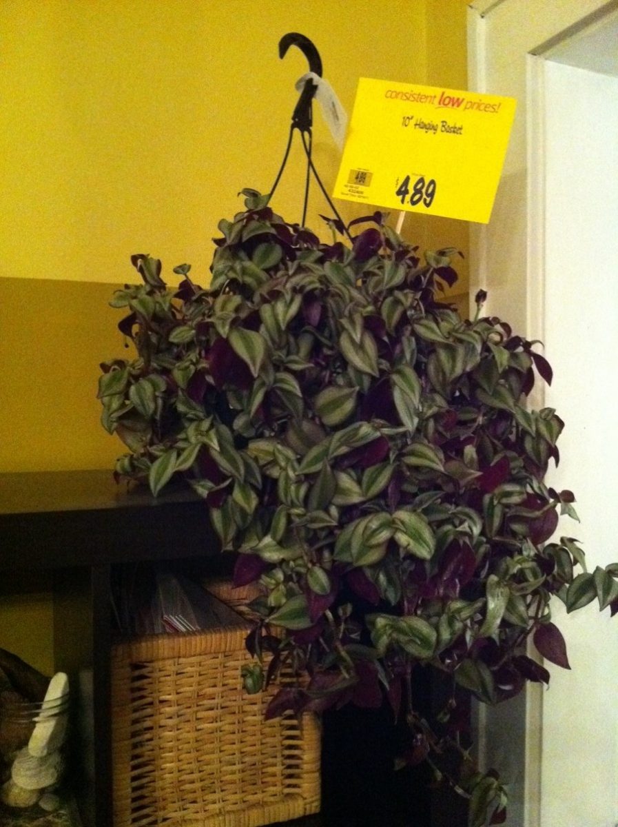 Inexpensive hanging basket.