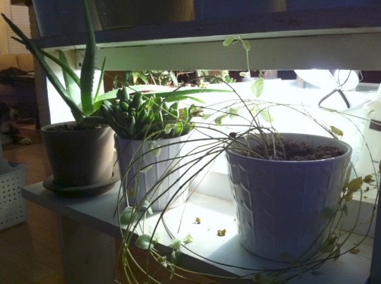 Houseplants gleaning off the unnatural light. 