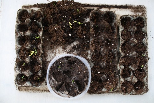 Signs of seedling survival.