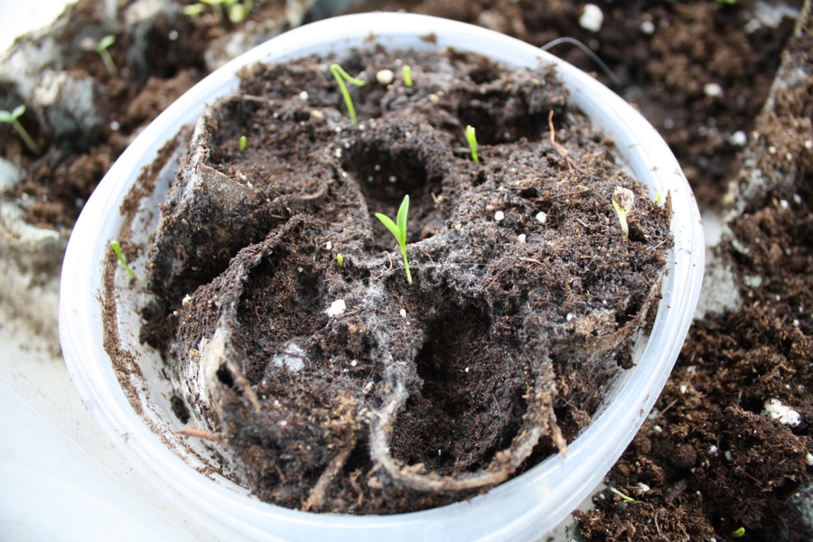 Gardening seeds sprouting