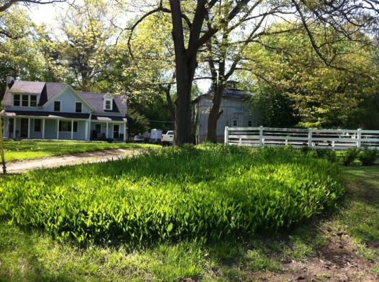 Fruit farm and boarding stables. My dream property.