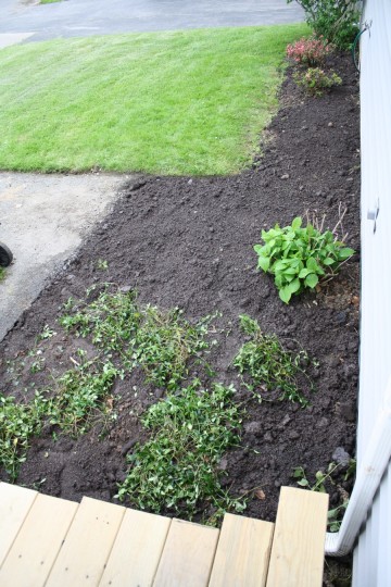 Widened garden, freshly transplanted myrtle. Widened garden, freshly transplanted myrtle.