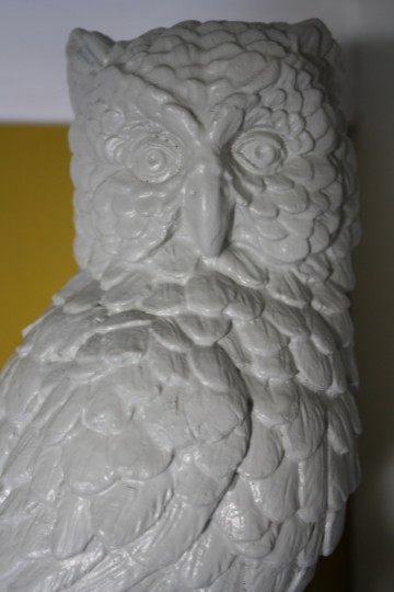 Close-up on the new gray owl.