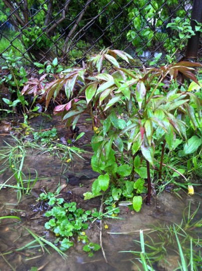 Peonies, threatened by flooding. In an overgrown bed. Yikes.