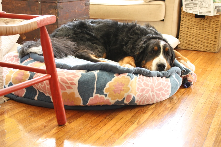 DIY dog bed
