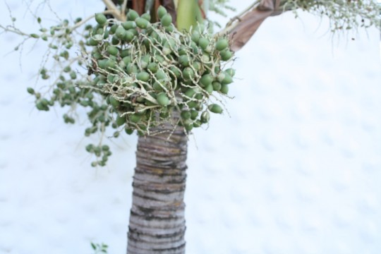 Are those baby coconuts?