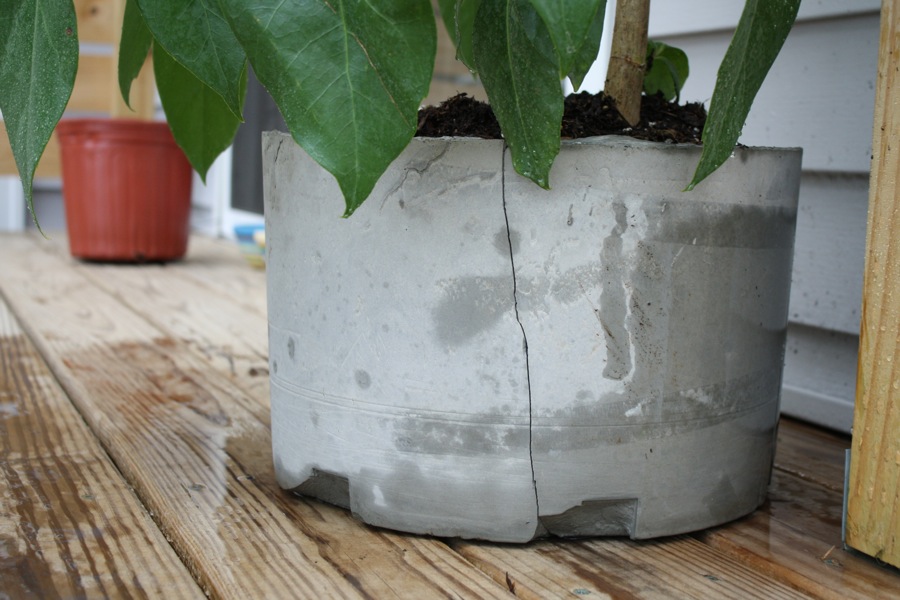 Cement Planter DIY.