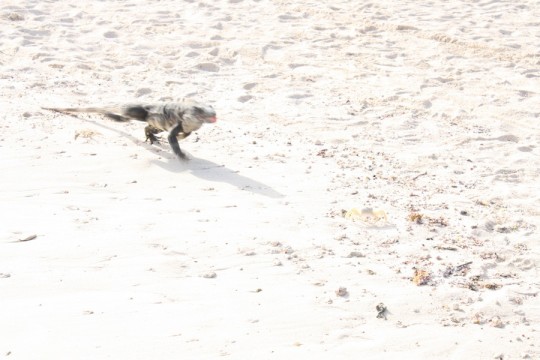 Very scared mexican crabby (and photographer). Mid-attack with a mexican iguana.