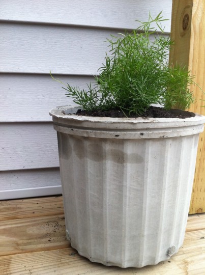 Planter #2, molded by a maleable 3-gallon Home Depot planter.