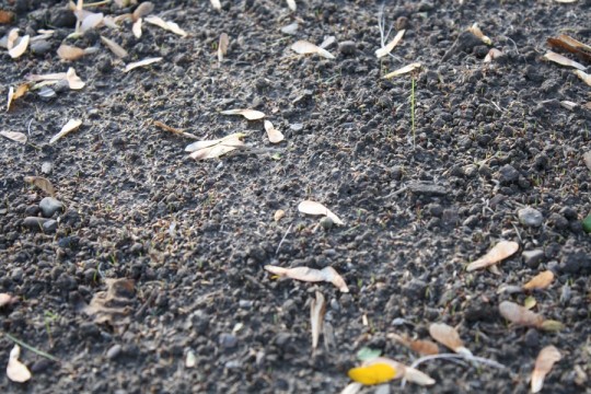 All bets are on those helicopters turning into pluckable trees before the grass latches on successfully.