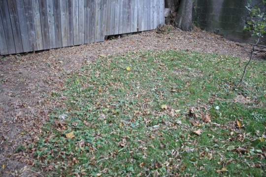 A symmetrical half circle all ready for gardening once I move the leaves.