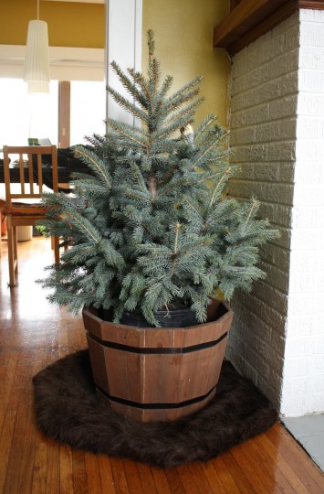 A mini-tree. A mini-tree.