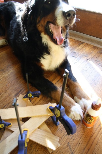 Cody, helping with the clamping, howling.