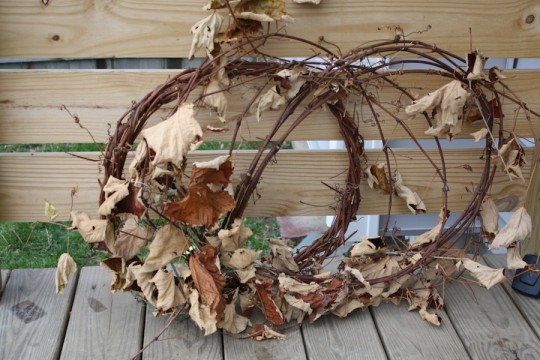 Dried vines harvested by Dad.