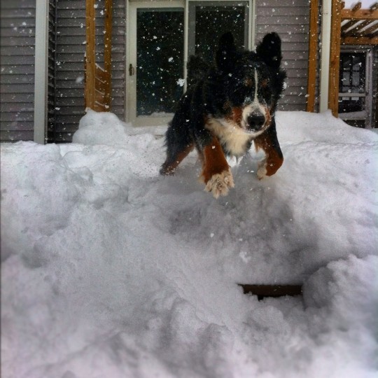 Happy snow dog.