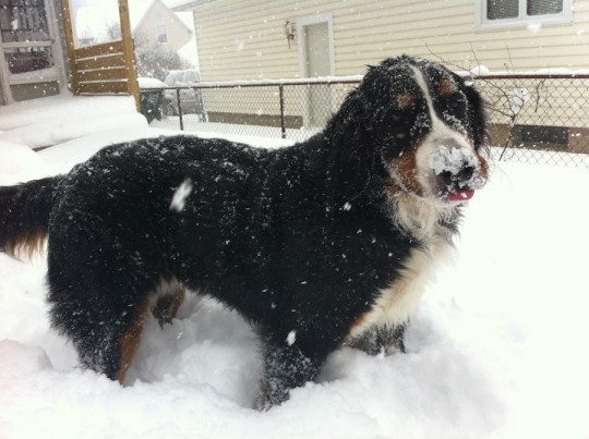 Happy snow dog with tongue.