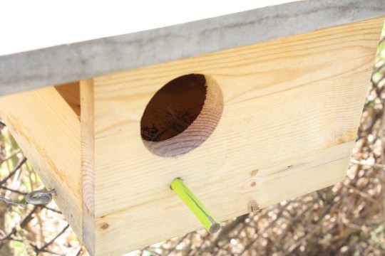 Do we have new bird neighbors? Welcome! Do we have new bird neighbors? Welcome!
