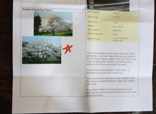 Baby's first Autumn Flowering Cherry!