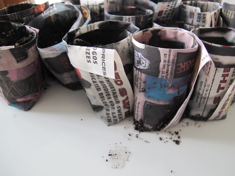 Seed starting with paper trays.