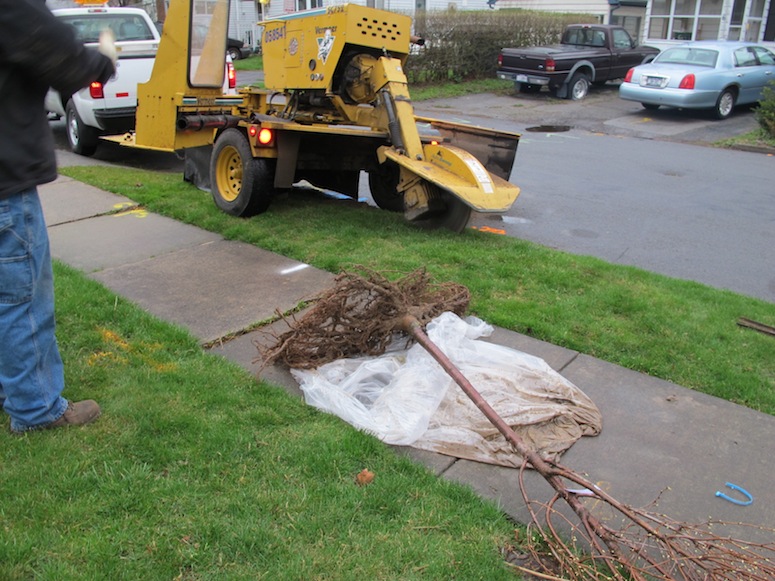 New tree from the city.