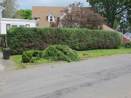 Finished hedges, freshly scaled back.