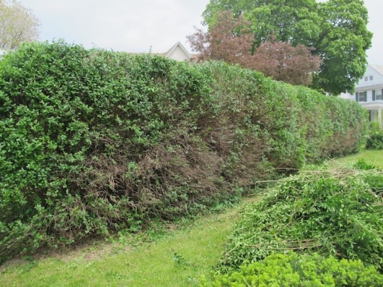 Finished hedges, freshly scaled back.