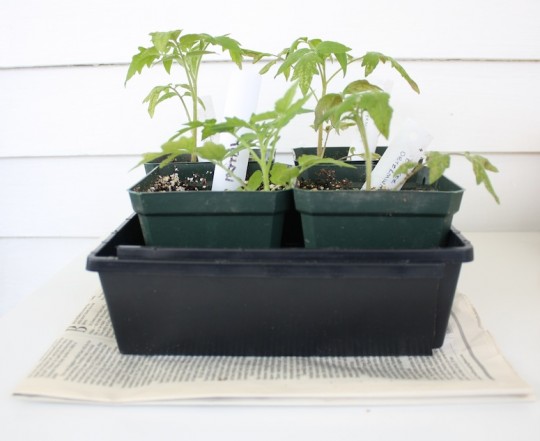 Assorted tomato plants, from Mom and Dad, 2012.