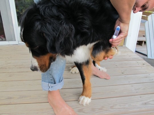 Dog birthday mani/pedi.