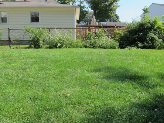 Oh, right. That garden bed in full sight? There be no pumpkins in there, sorry.