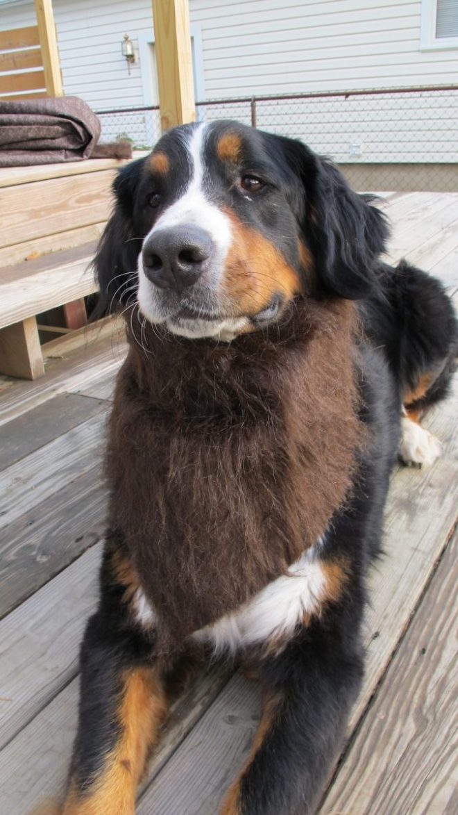Furry dog bandana. 