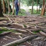 In a park in Furnas, Azores. Beautiful roots!