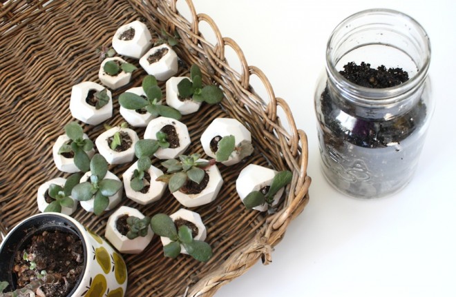 Time to build a succulent terrarium!