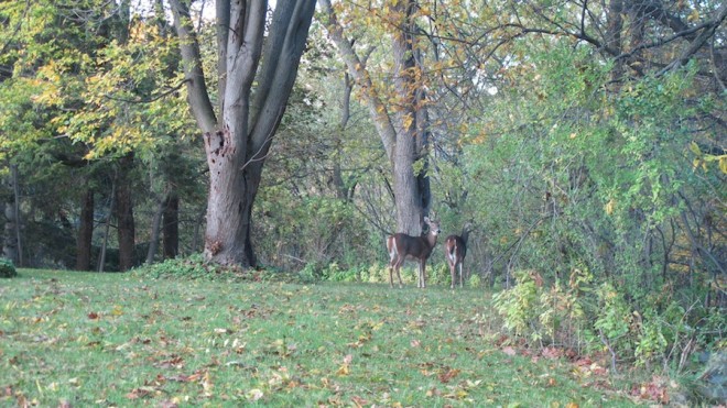 Deer everywhere at the new house.