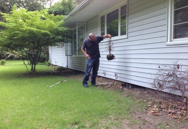 Removing the plant easily.