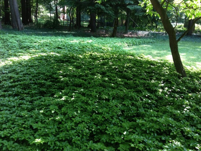 Landscaping with pachysandra.