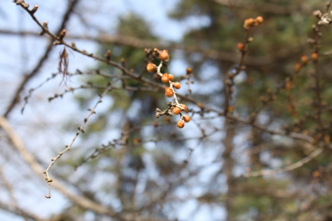 Tiny pine cones on the Tamarack pine.