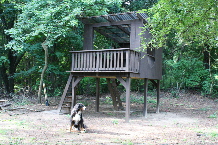 Our pretty, modern, and huge treehouse and our Bernese Mountain Dog.