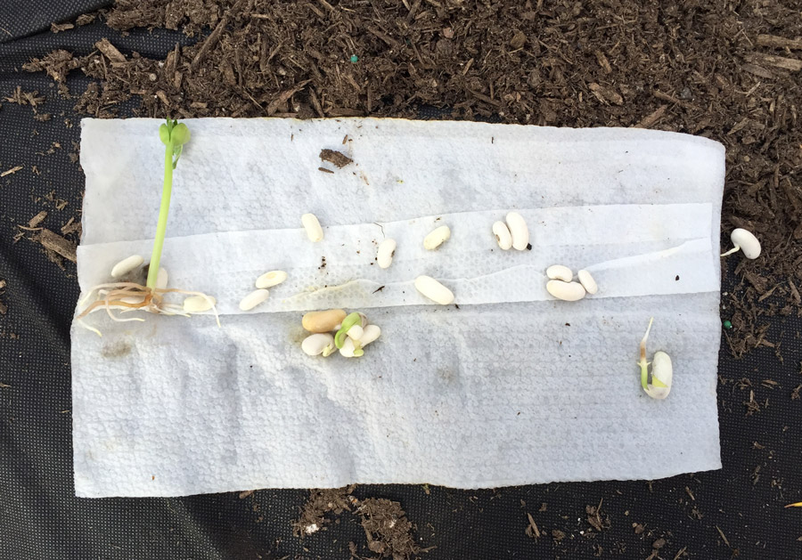 Bean seeds sprouting in a paper towel.