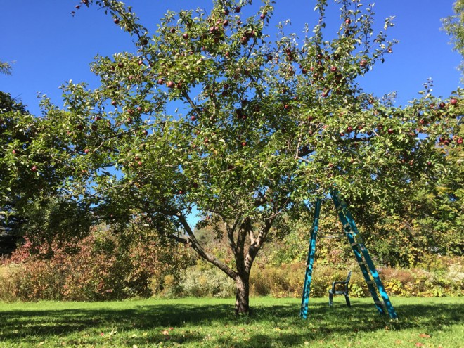 Macoun apple tree in Buffalo, NY