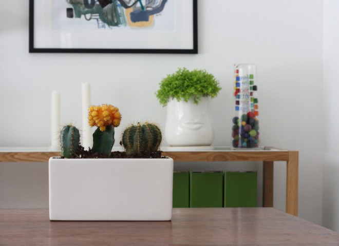 Gather cacti in a small planter.