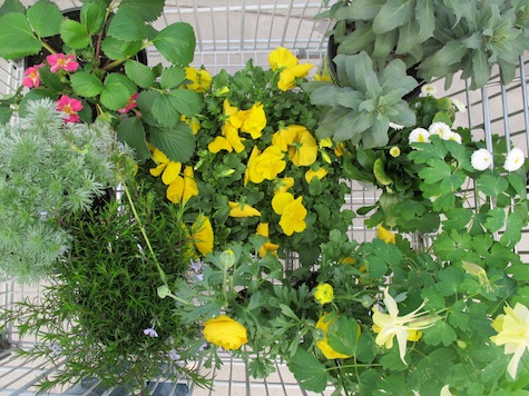 Choosing flowers that will bloom and grow all season long for your planter garden.
