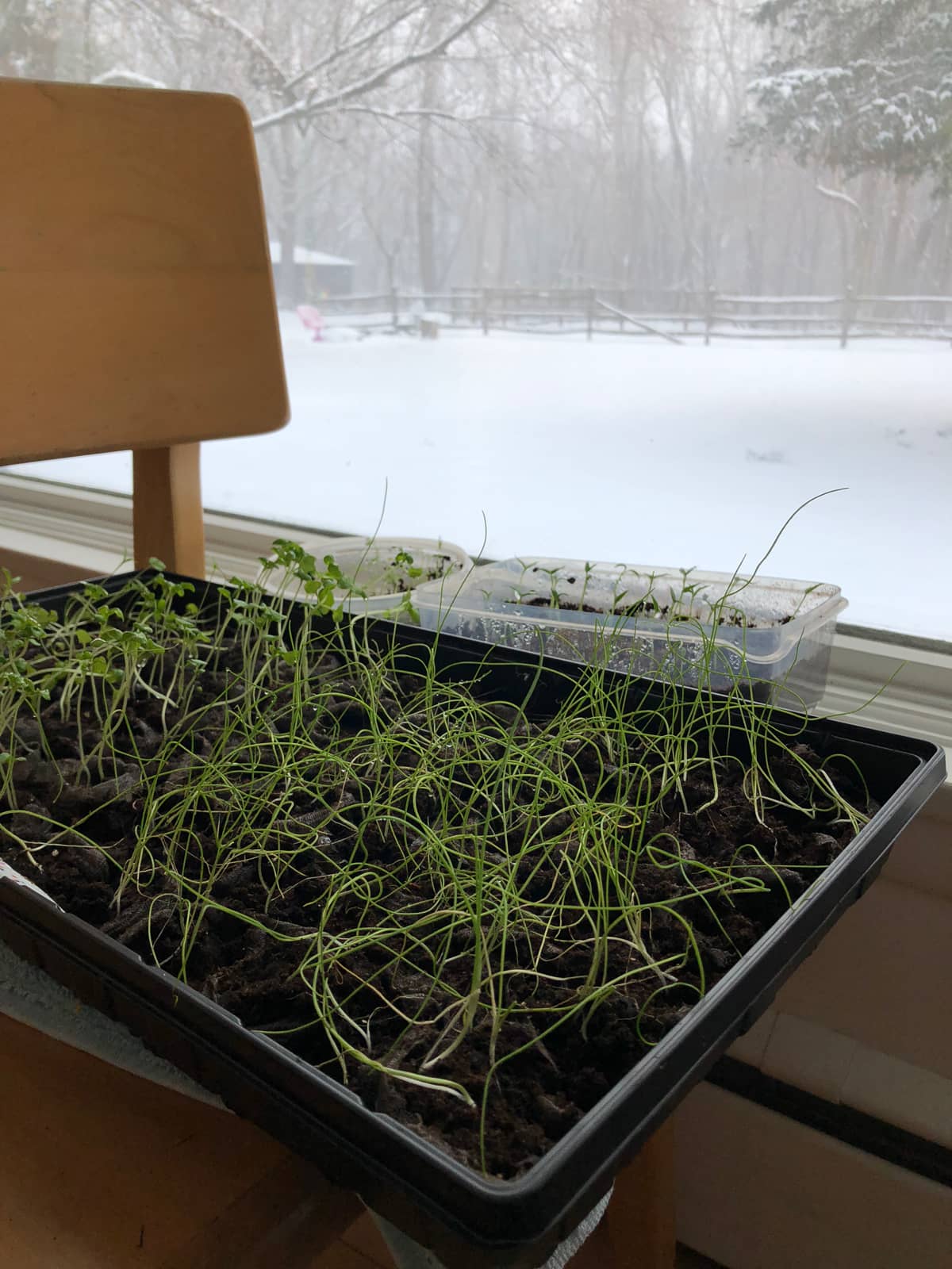 Growing leeks from seed indoors in a bright window.